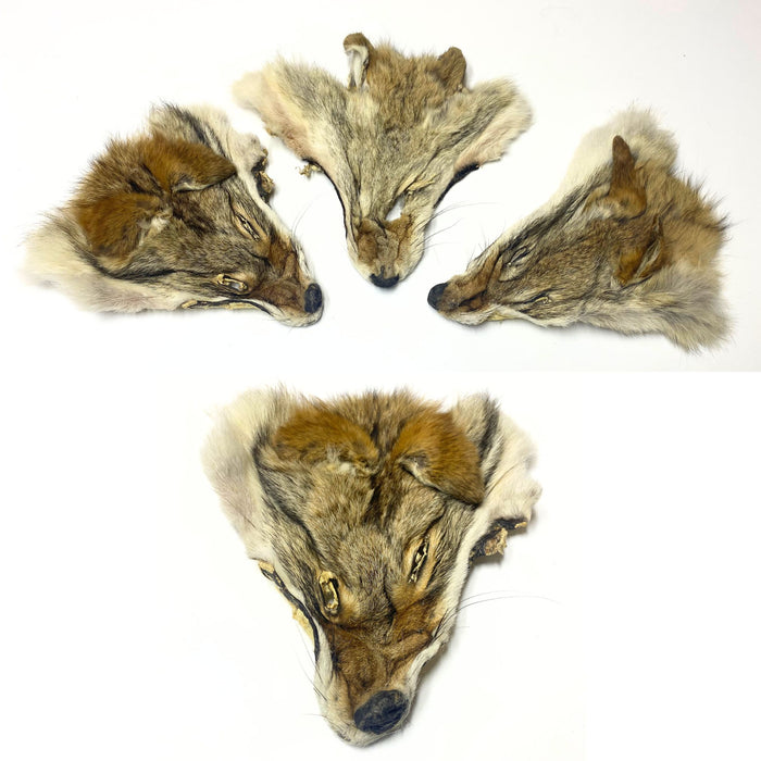 Authentic Coyote Face - Genuine Fur Animal Face for Crafts and Costumes