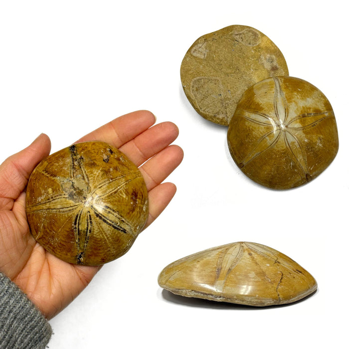 Fossilized Sand Dollars - Large or Small Polished Sand Dollar Fossils