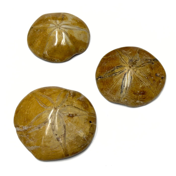 Fossilized Sand Dollars - Large or Small Polished Sand Dollar Fossils