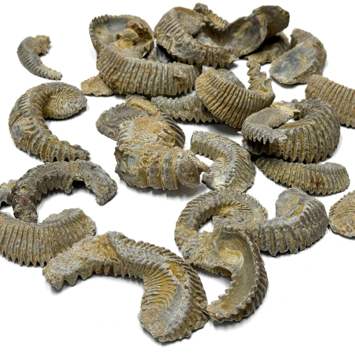 貝殻　アミコケムシ 3 pack Fossilized Biting Clams - Rastellum Carinatum Fossils