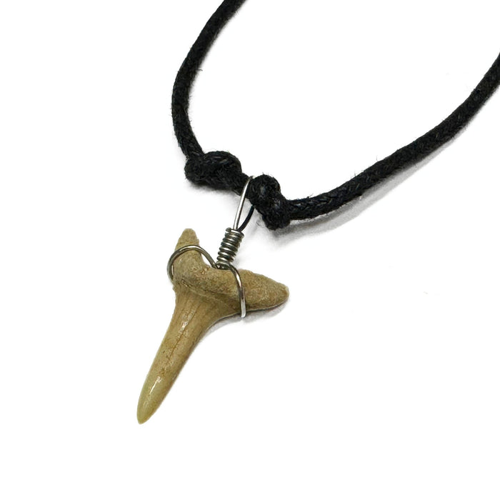 Genuine Shark Tooth Necklace - 12 Pack (1 Dozen)