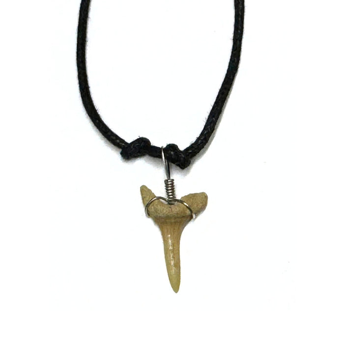 Genuine Shark Tooth Necklace - 12 Pack (1 Dozen)