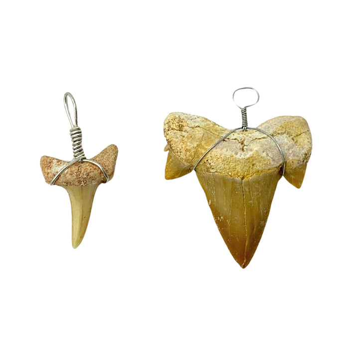 Shark Tooth Necklace Pendant with Wire Wrap - 6 Pack