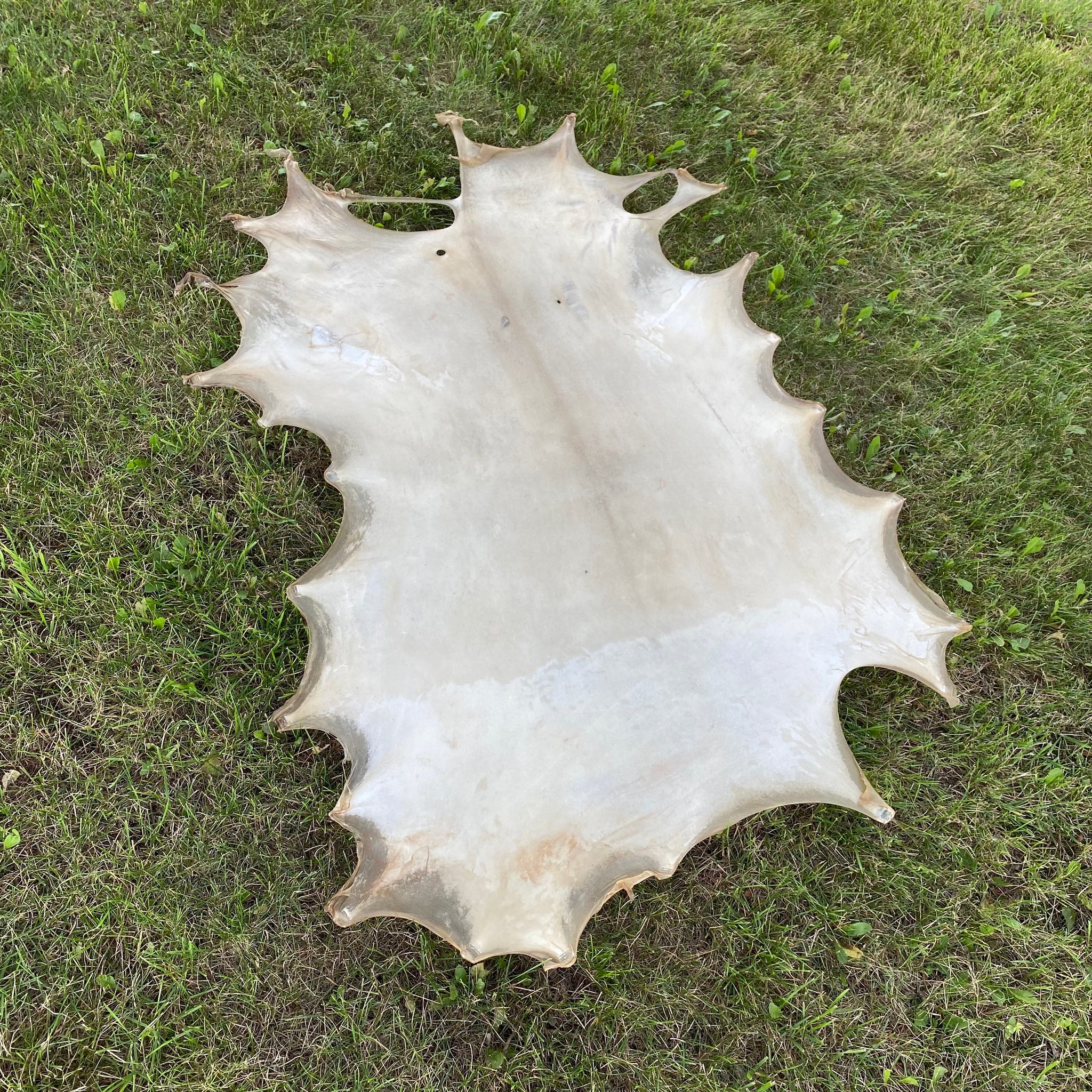 Rawhide — Leather Unlimited