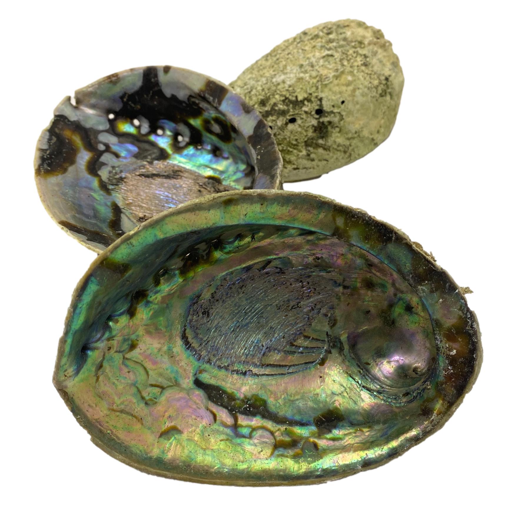 pluma desconectado insulto Beautiful Pacific Hand-Picked Abalone Shell - Jewelry Bowl - Home Deco |  Leather Unlimited