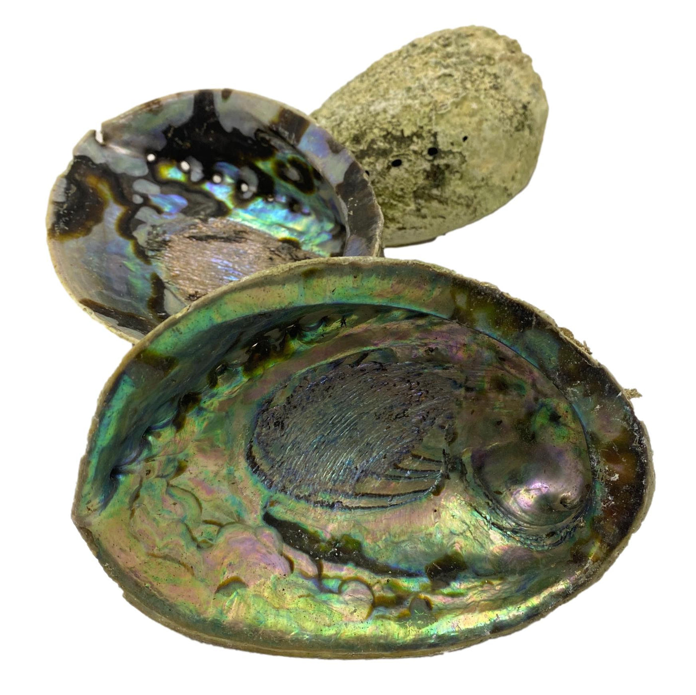 Beautiful Pacific Hand-Picked Abalone Shell - Jewelry Bowl - Home Deco ...