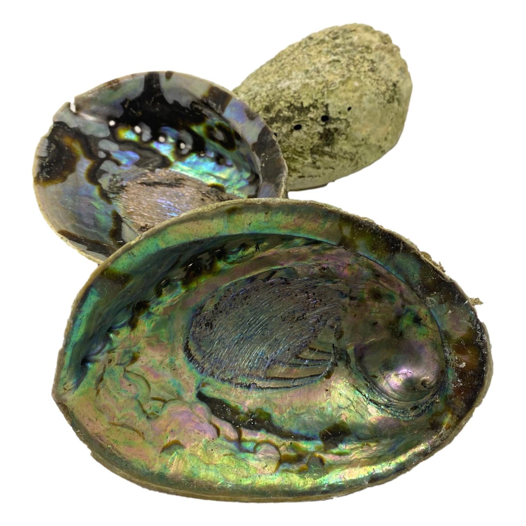 Beautiful Pacific Hand-Picked Abalone Shell - Jewelry Bowl - Home Deco ...