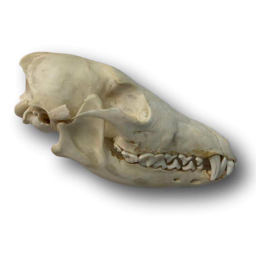 coyote skull