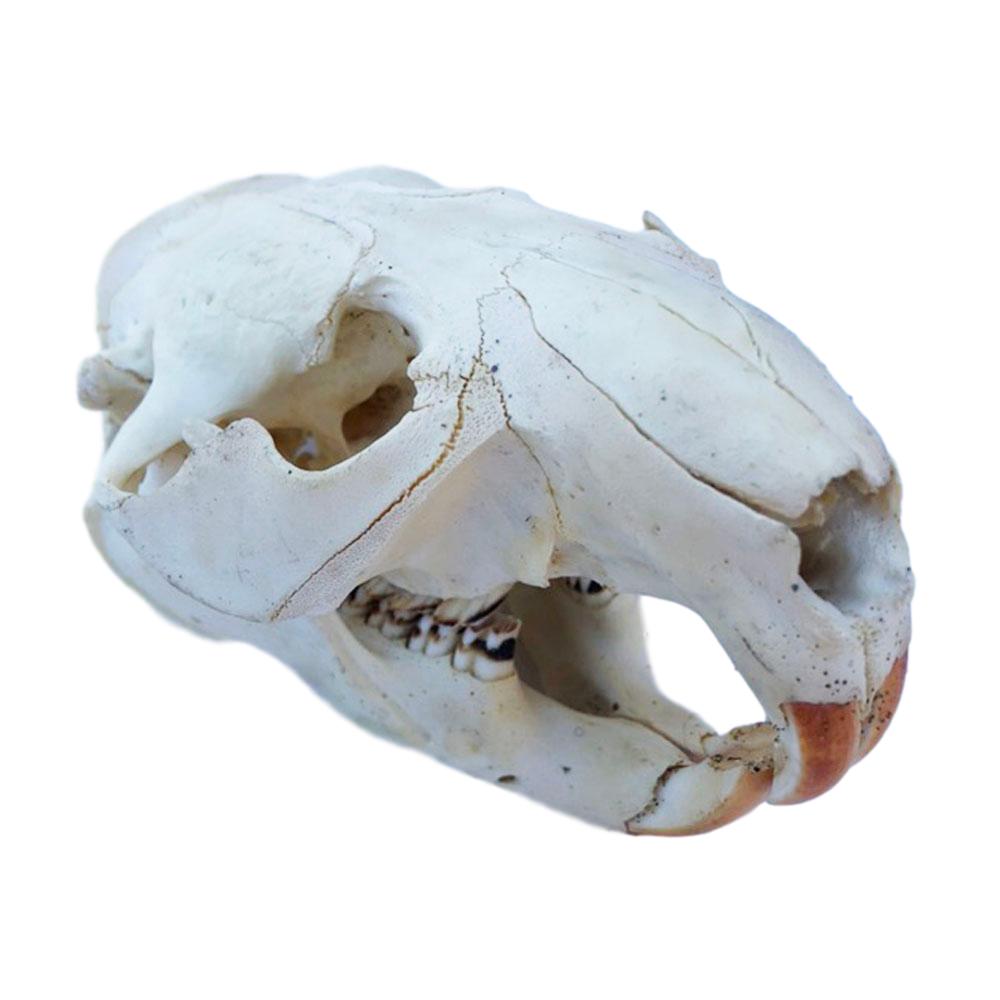 beaver skeleton