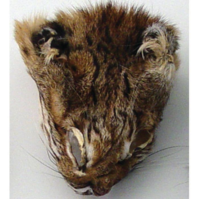 Authentic Lynx Face - Genuine Fur Animal Face for Crafts and Costumes