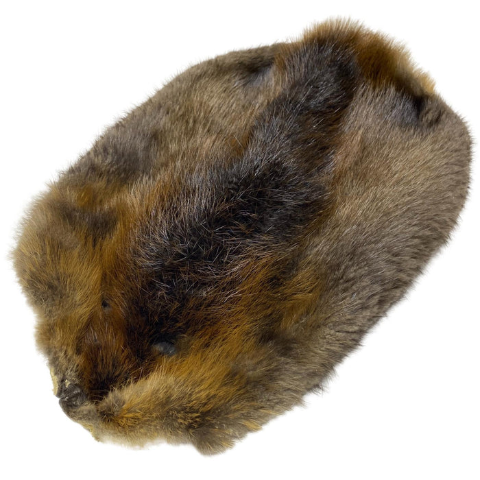 Genuine Beaver Pelt - Fur - Skin