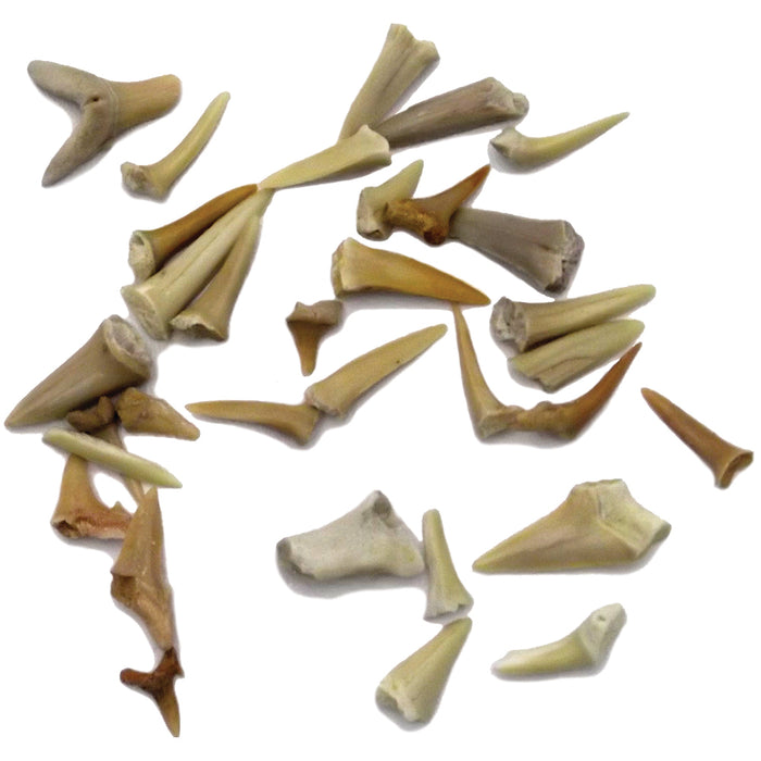 Genuine Shark Teeth and Fossils - Craft & Jewelry Supplies