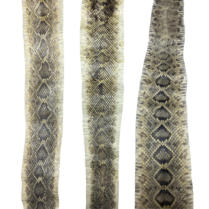 Eastern Rattlesnake Snake Skins - Diamondback Snakeskins
