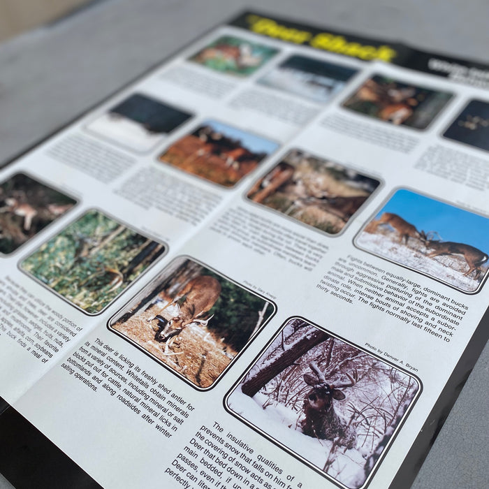 Whitetail Deer Behavior Guide Poster — Leather Unlimited